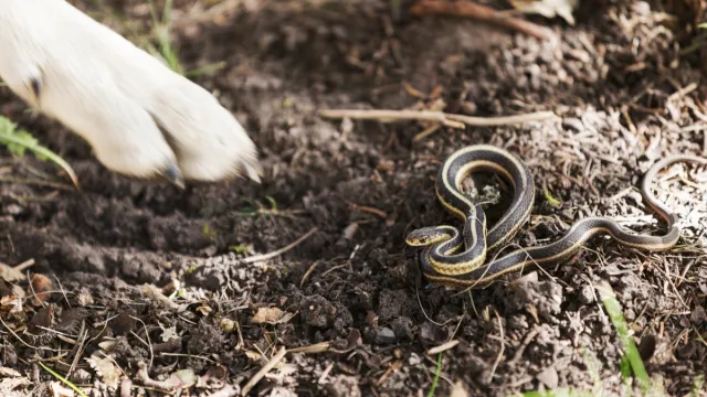 A dog encounters a garter snake on the ground in Autumn.