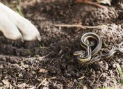 A dog encounters a garter snake on the ground in Autumn.