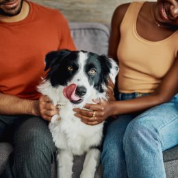 border collie being hugged by its parents