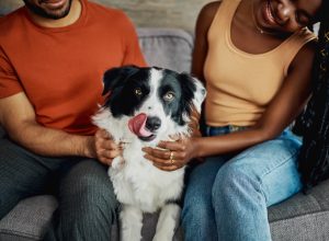 border collie being hugged by its parents
