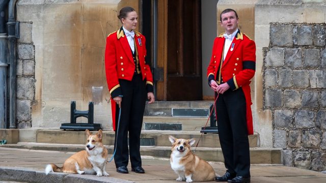 Members of the Royal Household stand with the Queen's royal Corgis, Muick and Sandy as they await the wait for the funeral