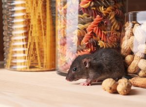 A brown rat on a kitchen shelf near jars of peanuts and pasta.