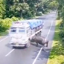 Video Shows Rhino Charging Into a Speeding Truck on a Highway
