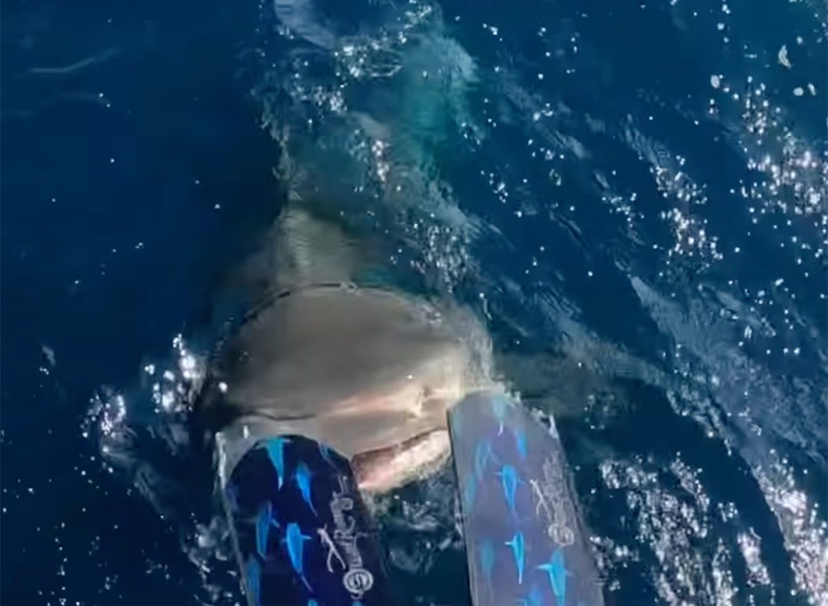 Video of Diver Narrowly Dodging Tiger Shark As She Enters Water