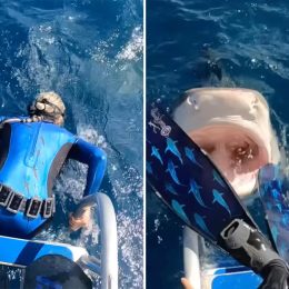 Video Shows Diver Narrowly Dodging Tiger Shark Just as She's About to Enter the Water Off the Coast