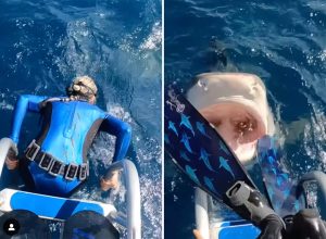 Video Shows Diver Narrowly Dodging Tiger Shark Just as She's About to Enter the Water Off the Coast