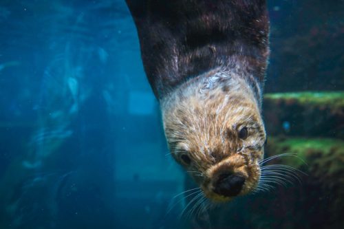 Sea Otter at Monterey Bay Aquarium