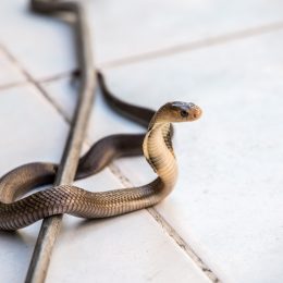 Snake on Tile