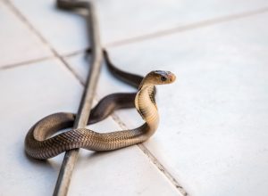 Snake on Tile