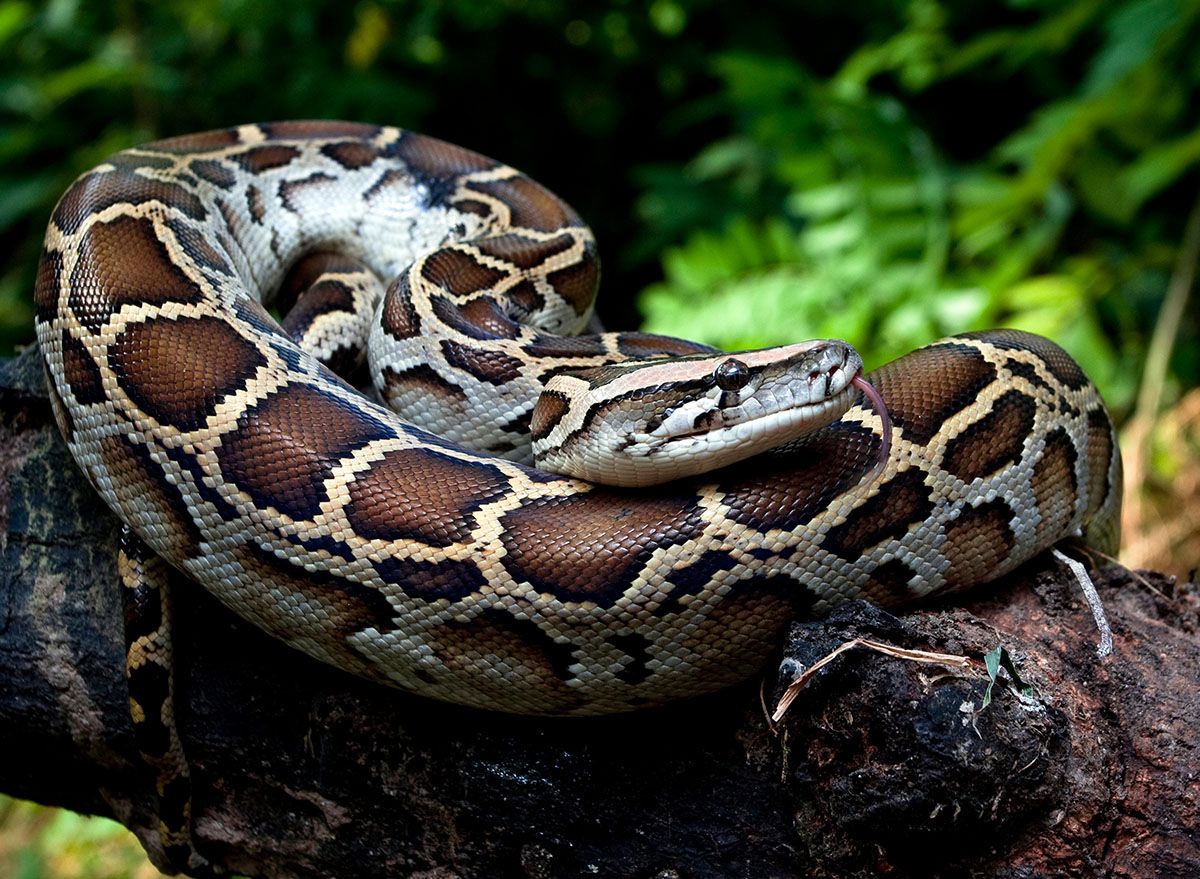 Giant Invasive Pythons Are Spreading Fast In Florida — Best Life