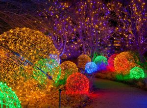 Blossoms of Light Event at Denver Botanic Gardens