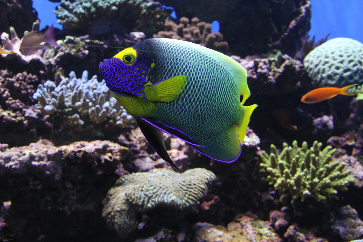 Best Aquariums in the U.S. — Best Life