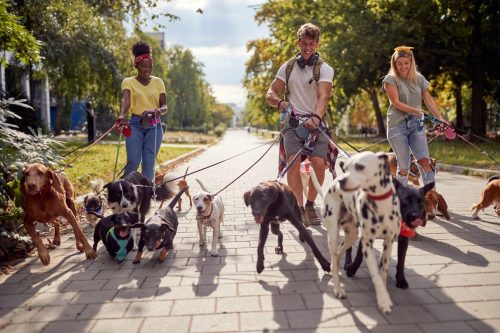 Group of Dog Walkers
