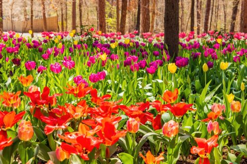 Tulips at Garvan Woodland Gardens