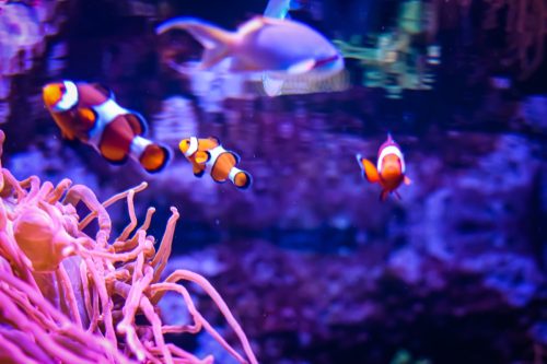 Clownfish in Shedd Aquarium