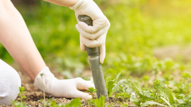 removing plants from yard