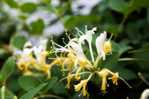 Japanese honeysuckle flowers