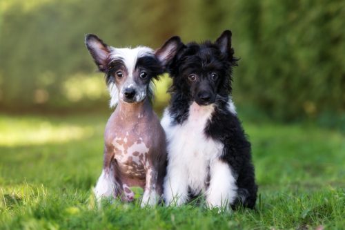 two chinese crested puppies