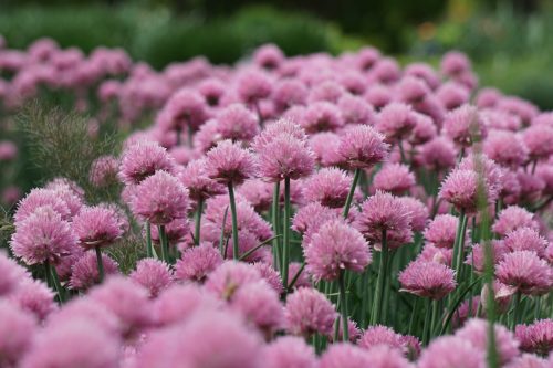 Pink Flowers in Olbrich Botanical Gardens