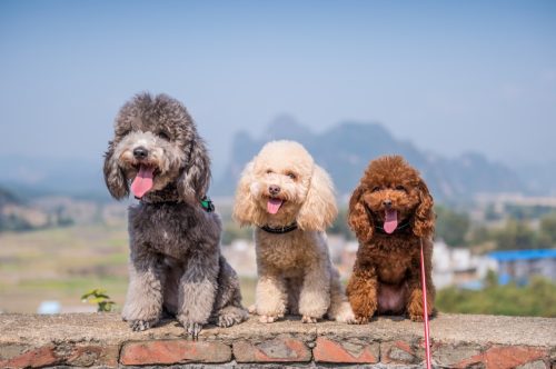 three poodles side by side