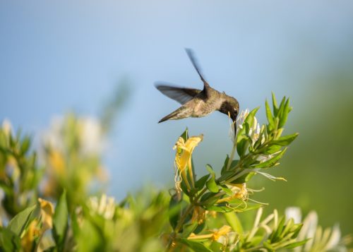 bird drinking honeysuckle nectar