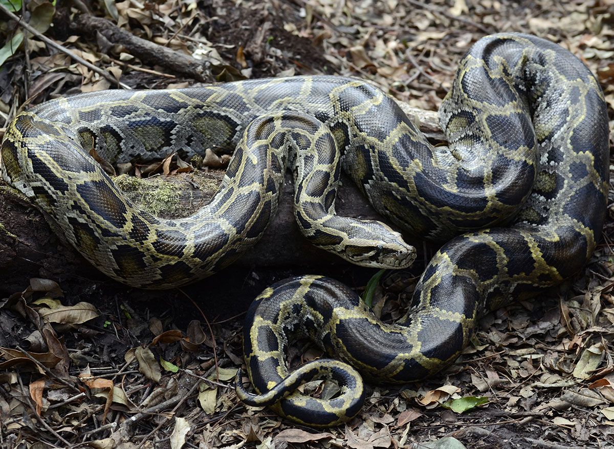 Giraffe-Sized Burmese Python Found in the U.S. — Best Life