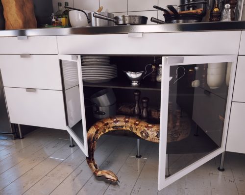 Snake in Kitchen Cabinet