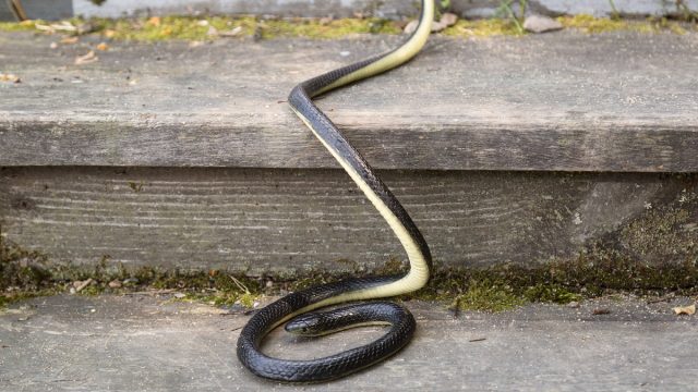 A black snake climbing a wooden staircase outside.