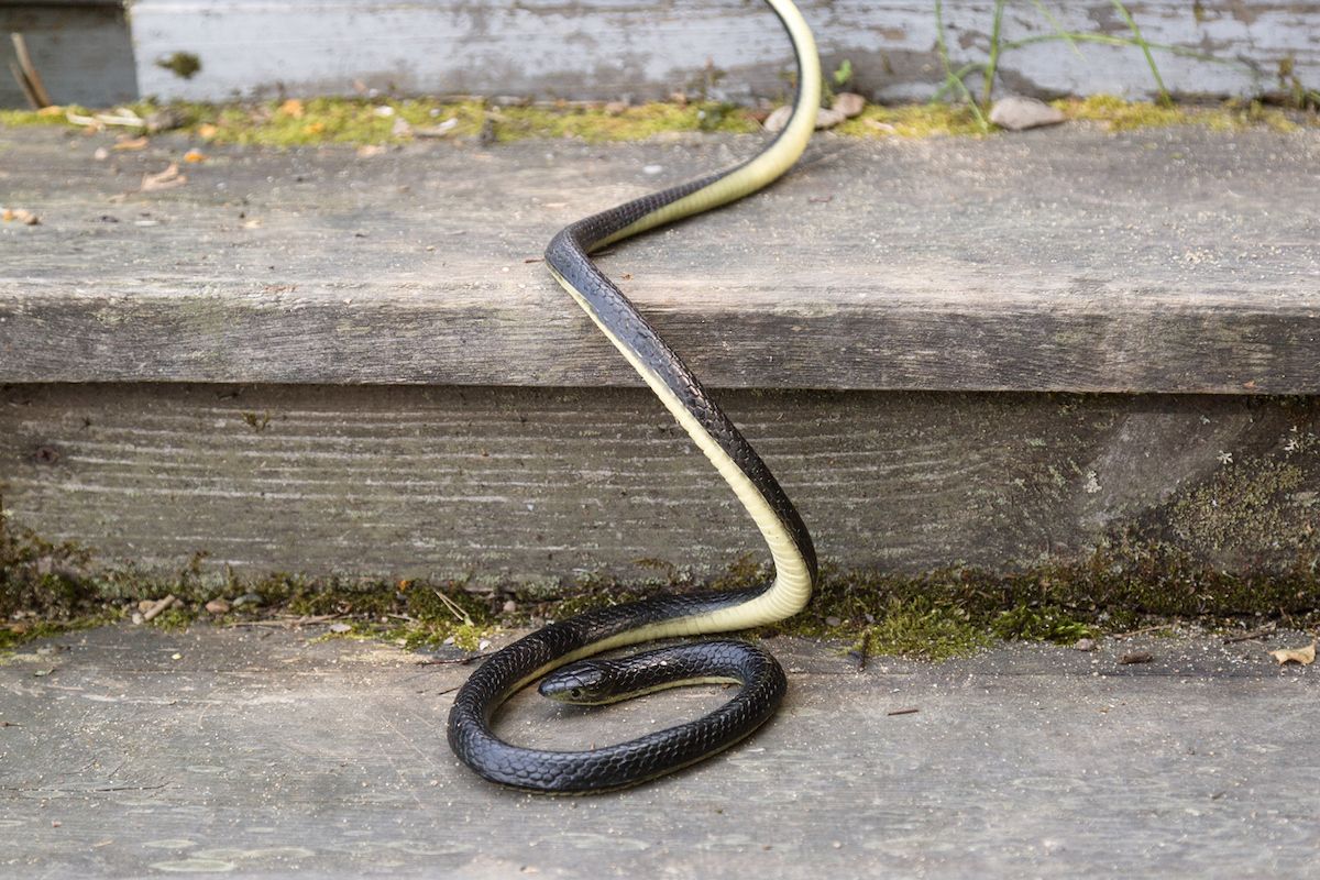 Horrifying video shows snake emerging from toilet