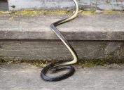 A black snake climbing a wooden staircase outside.