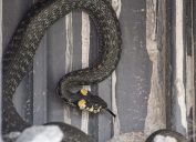 A snake hiding in a hole in someone's basement