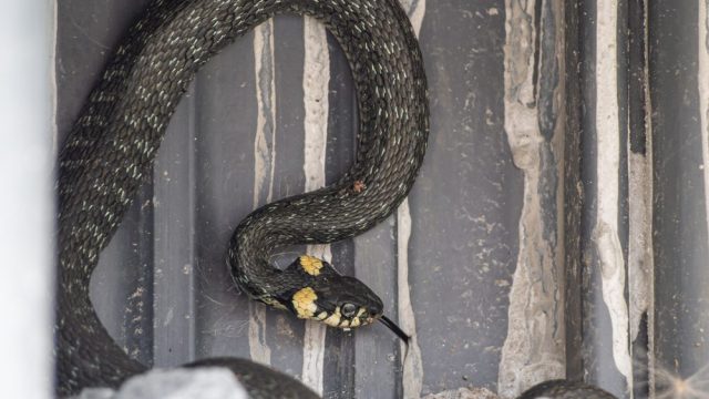 A snake hiding in a hole in someone's basement