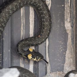 A snake hiding in a hole in someone's basement