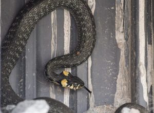 A snake hiding in a hole in someone's basement