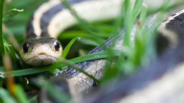 A garter snake hiding in the grass
