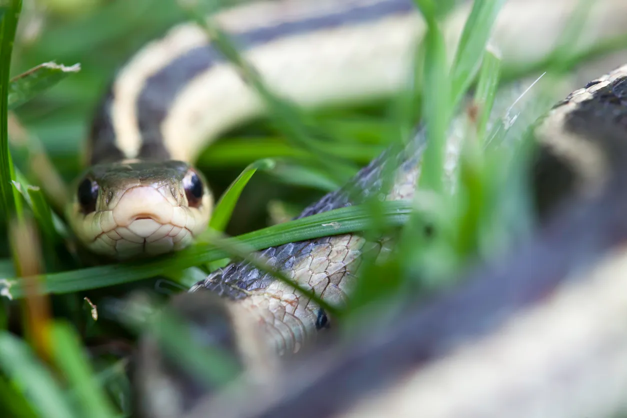 Snake And Its Hidden Benefits