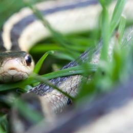 A garter snake hiding in the grass