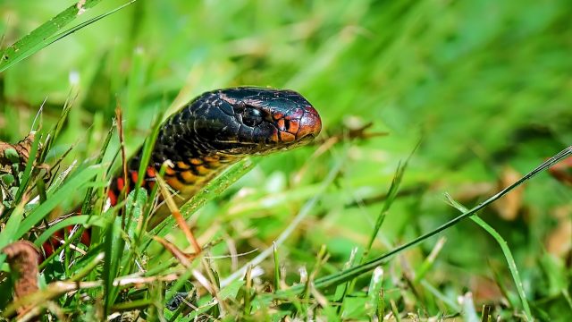 https://bestlifeonline.com/wp-content/uploads/sites/3/2022/10/snake-in-grass-love-to-hide-pool-drain.jpg?quality=82&strip=1&resize=640%2C360
