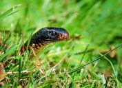 A snake hiding in the grass
