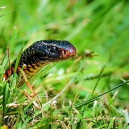 A snake hiding in the grass