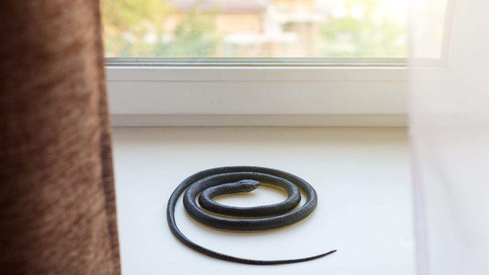 Image showcasing If You See a Snake in Your Home, Do This Immediately, CDC Says