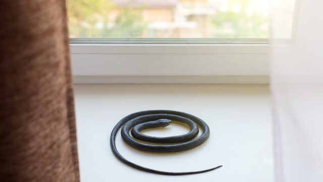 Domestic tamed snake sleeps on the windowsill by the window