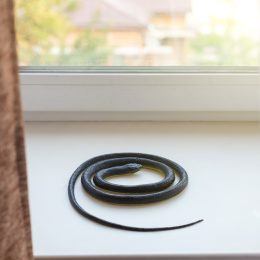 If You See a Snake at Home, Do This, CDC Says