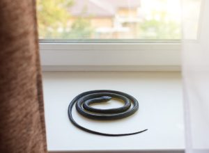 If You See a Snake at Home, Do This, CDC Says
