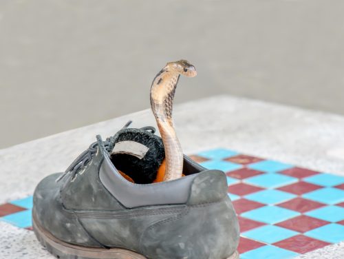 A cobra snake with its head coming out of a shoe.