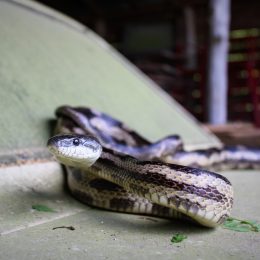 A snake on the hood of a car