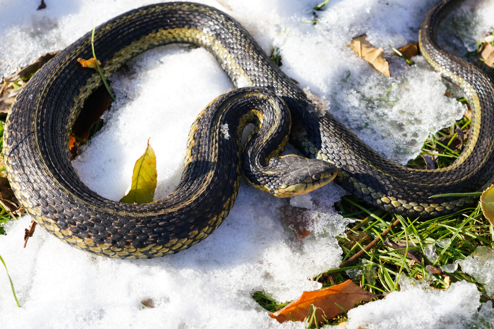A snake curled up on some snow