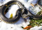 A snake curled up on some snow