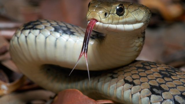 A close up of a snake with its tongue out
