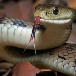 A close up of a snake with its tongue out